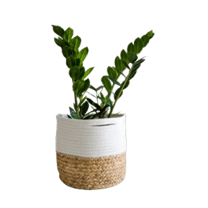 Artificial plant Ruscus 100 cm
