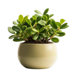 Artificial plant Ruscus 180 cm