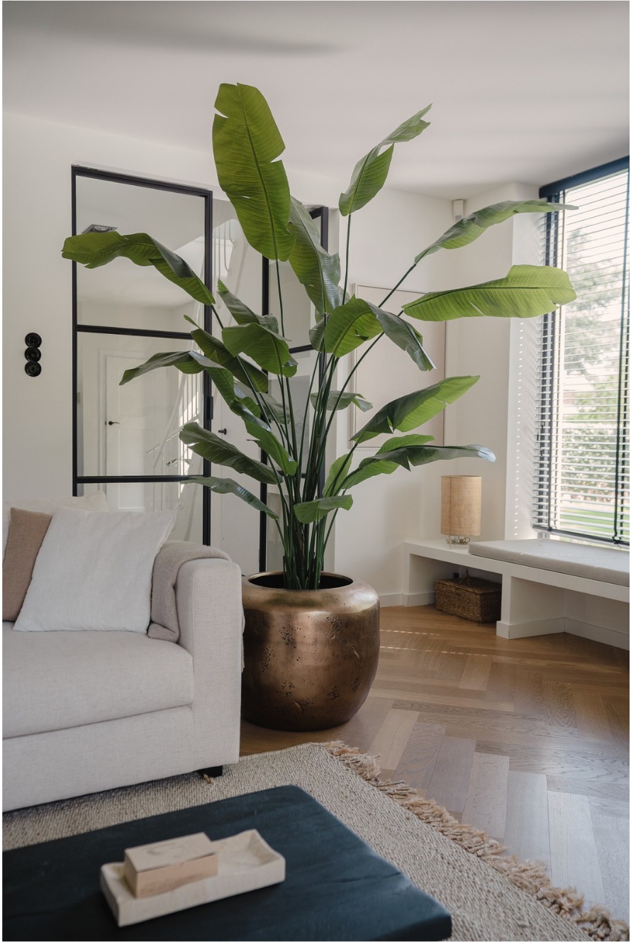 Strelitzia